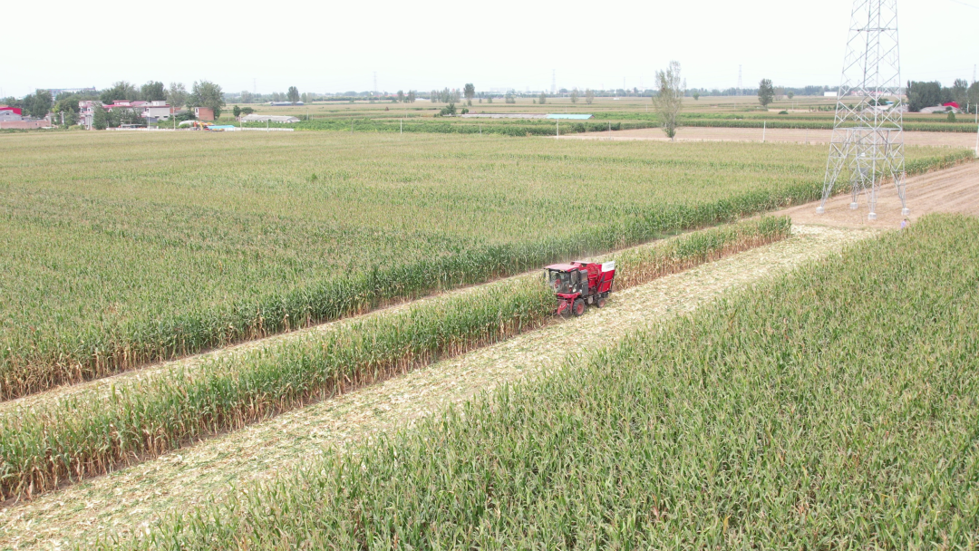 保定用戶于立賓:日均作業(yè)100畝 “致富利器”中聯(lián)收獲玉米機 930.png