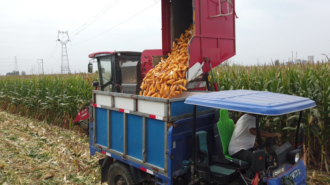 保定用戶于立賓:日均作業(yè)100畝 “致富利器”中聯(lián)收獲玉米機 930-1.png