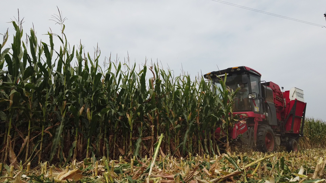 保定用戶于立賓:日均作業(yè)100畝 “致富利器”中聯(lián)收獲玉米機 930-2.png