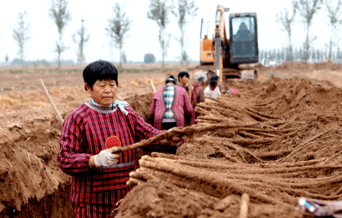 三十年老機(jī)手談選玉米收割機(jī)訣竅：回本快、服務(wù)好 (圖2)